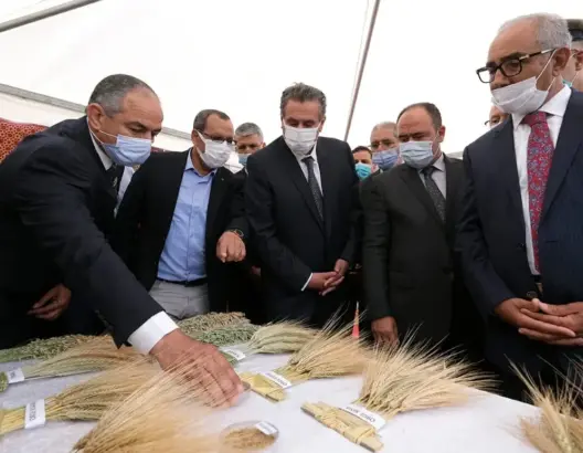 المغرب يُطوِّر 20 نوعا جديدا من الحبوب والقطاني.. وتوقع إنتاج 1.6 مليون قنطار من البذور