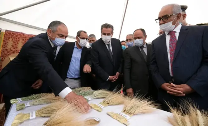 المغرب يُطوِّر 20 نوعا جديدا من الحبوب والقطاني.. وتوقع إنتاج 1.6 مليون قنطار من البذور