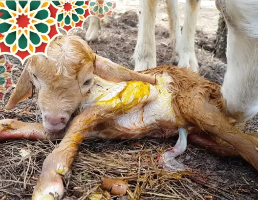 الأمومة عند الحيوانات.. شاهد كيف تهتم المعزة بصغيرها الحديث الولادة (فيديو)