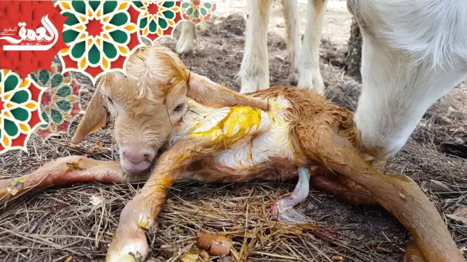 الأمومة عند الحيوانات.. شاهد كيف تهتم المعزة بصغيرها الحديث الولادة (فيديو)