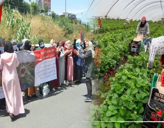 عاملات مغربيات سابقا بحقول الفرولة يحتجن ضد إقصائهن من العمل بإسبانيا (فيديو)