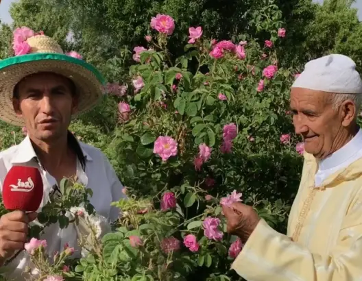 موسم قطف الورود بقلعة امكونة .. بحث يومي عن لقمة العيش بين الأشواك (فيديو)