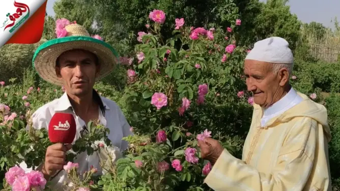 موسم قطف الورود بقلعة امكونة .. بحث يومي عن لقمة العيش بين الأشواك (فيديو)