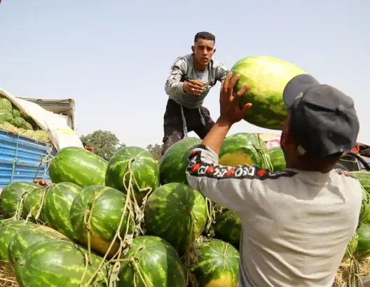 البطيخ الأحمر - الدلاح