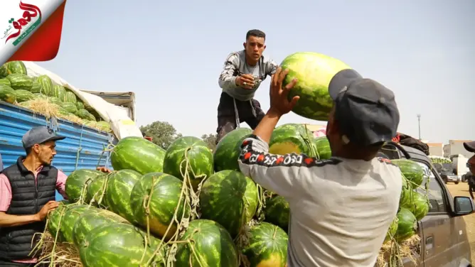 البطيخ الأحمر - الدلاح