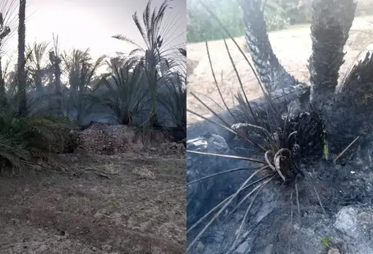 حريق مهول يأتي واحة نواحي طاطا .. وفاعلون يدقون ناقوس الخطر
