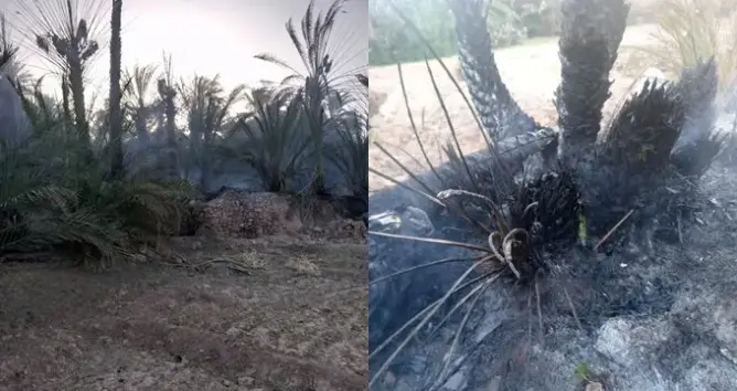 حريق مهول يأتي واحة نواحي طاطا .. وفاعلون يدقون ناقوس الخطر