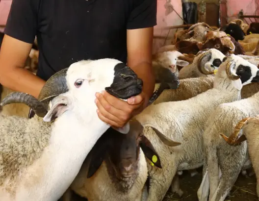 مع اقتراب عيد الأضحى..  ارتفاع صاروخي في أثمنة الأضاحي وكساب يكشف السبب (فيديو)