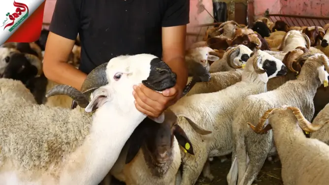 مع اقتراب عيد الأضحى..  ارتفاع صاروخي في أثمنة الأضاحي وكساب يكشف السبب (فيديو)