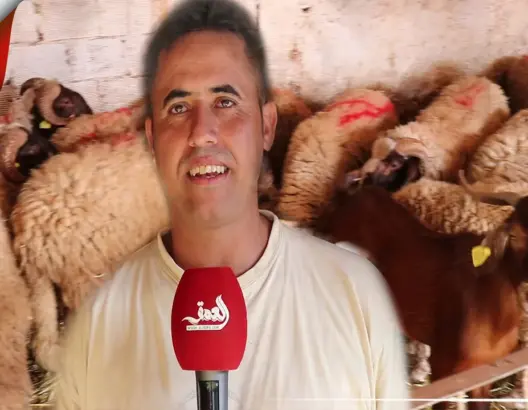 عرفت إقبالا كبيرا.. ارتفاع طفيف في أثمنة أضاحي العيد بضيعات الحاجب (فيديو)