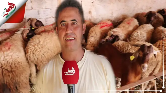 عرفت إقبالا كبيرا.. ارتفاع طفيف في أثمنة أضاحي العيد بضيعات الحاجب (فيديو)
