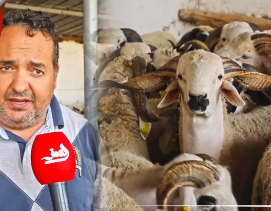 كساب يربط ارتفاع أسعار الأضاحي بغلاء الأعلاف وتأخر المواطنين في اقتناء الأضحية ويوجه رسالة للمغاربة
