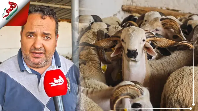 كساب يربط ارتفاع أسعار الأضاحي بغلاء الأعلاف وتأخر المواطنين في اقتناء الأضحية ويوجه رسالة للمغاربة