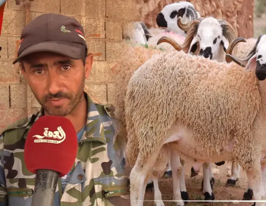 يستعملون إبرا خاصة وفضلات الدجاج..كسابة يكشفون حيل البعض لتسمين أضاحي العيد (فيديو)