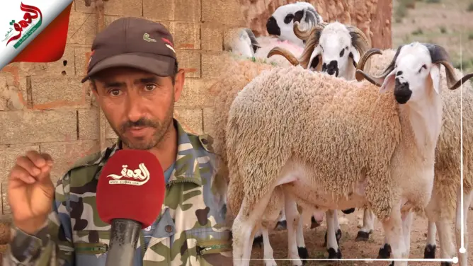 يستعملون إبرا خاصة وفضلات الدجاج..كسابة يكشفون حيل البعض لتسمين أضاحي العيد (فيديو)