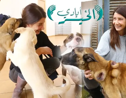 سليمة.. سيدة طنجاوية وهبت حياتها لإيواء مئات الكلاب والقطط (فيديو)