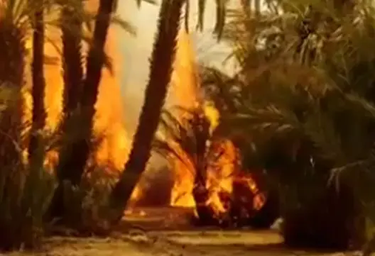 حريق مهول يأتي على مئات أشجار النخيل بواحة "أفرا" نواحي زاكورة