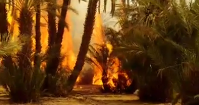 حريق مهول يأتي على مئات أشجار النخيل بواحة "أفرا" نواحي زاكورة