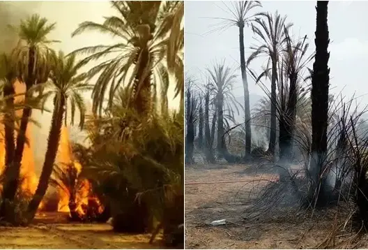 حريق مهول يأتي على مئات أشجار النخيل بواحة “أفرا” نواحي زاكورة (صور)