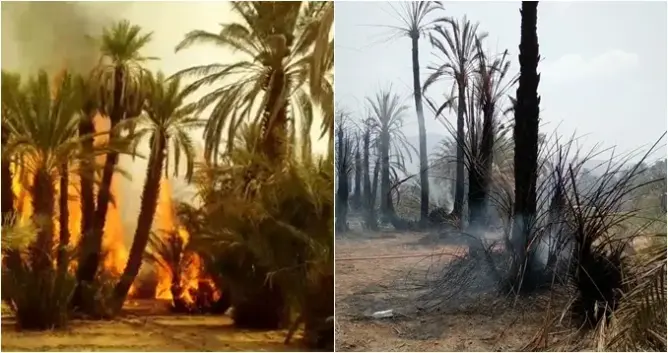 حريق مهول يأتي على مئات أشجار النخيل بواحة “أفرا” نواحي زاكورة (صور)