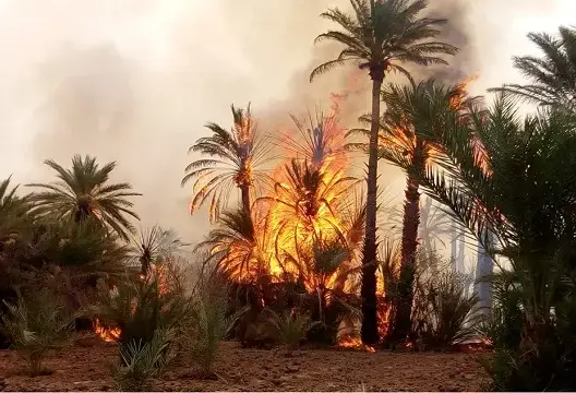 حرائق متكررة في واحات الجنوب.. مطالب برلمانية بتعويض الفلاحين ووضع حد لكوارث الصيف