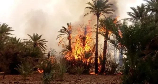 حرائق متكررة في واحات الجنوب.. مطالب برلمانية بتعويض الفلاحين ووضع حد لكوارث الصيف