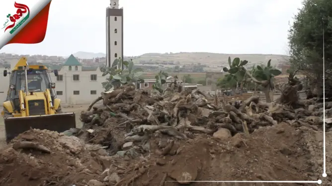 بعد توغل الحشرة القرمزية في حقول الصبار ببركان.هذه خطة وزارة الفلاحة لإنقاذ فاكهة "الهندية"