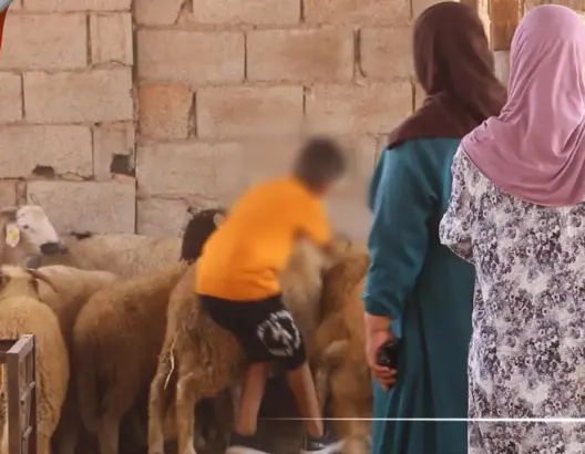 حفظا لكرامة الأرامل وأيتامهم.. “رفقاء الخير” يقيمون سوقا لتجسيد بيع الأضاحي رفعًا للإحراج (فيديو)
