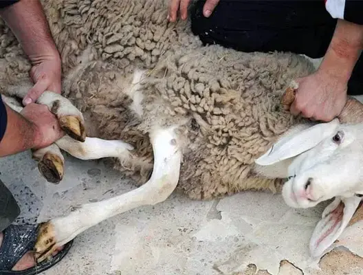 عملية ذبح أضاحي العيد .. “أونسا” يُسجل خلو الموسم من أي شكايات