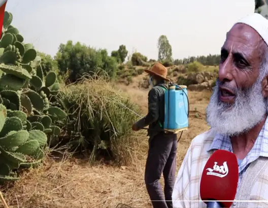 بعدما قضت على الصبار في أغلب المناطق.. ستيني يقهر الحشرة القرمزية بأدوية بسيطة ضواحي بنسليمان