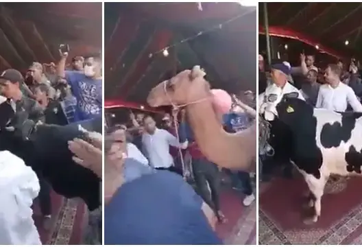 جمال وثيران.. احتفال فريد بنائب لرئيس المجلس الإقليمي لسطات يشعل “فيسبوك”