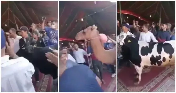 جمال وثيران.. احتفال فريد بنائب لرئيس المجلس الإقليمي لسطات يشعل “فيسبوك”
