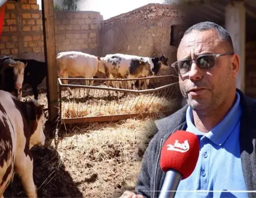 “فراقشية” يقتلون الكلاب ويسرقون المواشي ببرشيد.. والضحايا يشتكون (فيديو)