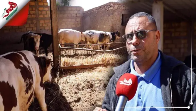 “فراقشية” يقتلون الكلاب ويسرقون المواشي ببرشيد.. والضحايا يشتكون (فيديو)