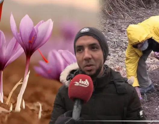 هل ستنافس تاليوين في إنتاجه؟.. نجاح زراعة الزعفران بمنطقة إغرم نواحي ورزازات (فيديو)