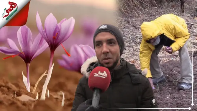هل ستنافس تاليوين في إنتاجه؟.. نجاح زراعة الزعفران بمنطقة إغرم نواحي ورزازات (فيديو)
