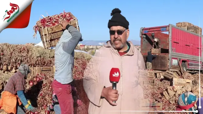 تراجع “غير مسبوق” في إنتاج البصل بالمغرب ومطالب بتدخل الحكومة لإنقاذ القطاع (فيديو)