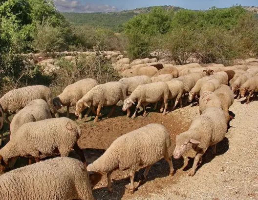 الرعي الجائر