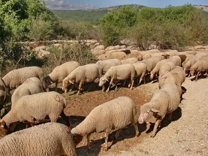الرعي الجائر
