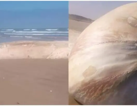 مياه الأطلسي تلفظ حوتا ضخما بسواحل طرفاية