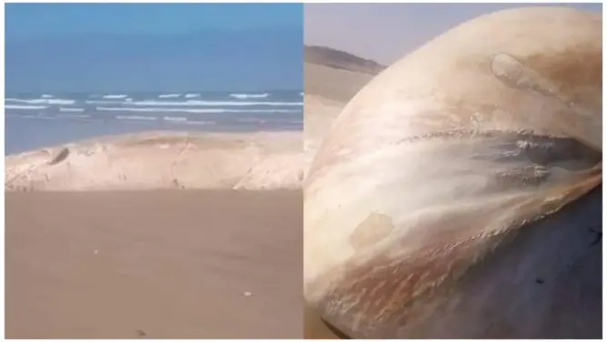 مياه الأطلسي تلفظ حوتا ضخما بسواحل طرفاية