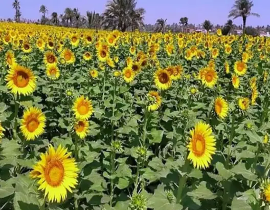 هذه اقتراحات مجلس المنافسة لتطوير إنتاج الزراعات الزيتية وتقليص التبعية للخارج