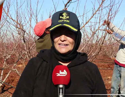 عين تاوجطات.. انطلاق عملية تقليم الأشجار المثمرة للموسم الفلاحي الجاري(فيديو)