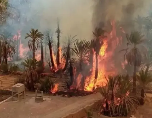 أحتراق واحة بنواحي طاطا