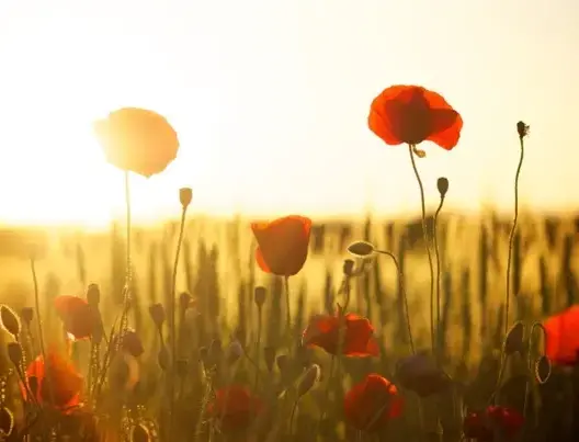 Angiosperms