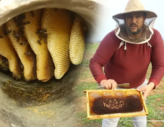 ظاهرة غريبة .. اختفاء طوائف النحل بالمغرب يثير رعب المنتجين (فيديو)