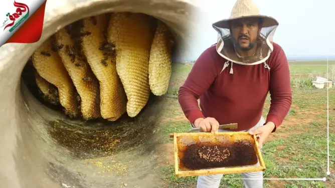 أخنوش يتدارس مع وزير الفلاحة أسباب اختفاء النحل .. والوزارة تخصص 130 مليون درهم لدعم القطاع