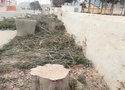 جمعيات تستنكر قطع أشجار تكريكرة بإفران (صور)