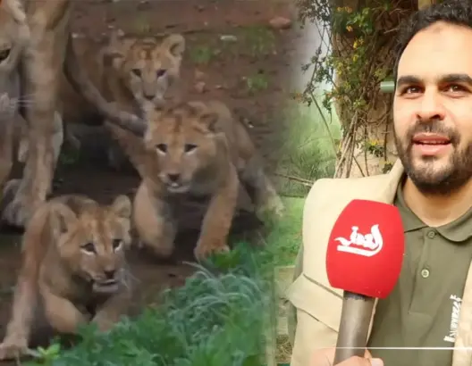 حديقة الحيوانات بالرباط تتعزز بولادة 5 أشبال من فصيلة أسد الأطلس