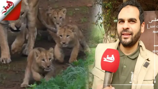 حديقة الحيوانات بالرباط تتعزز بولادة 5 أشبال من فصيلة أسد الأطلس